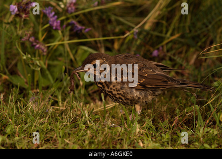 SONG THRUSH Turdus philomelos Eating for worm Stock Photo