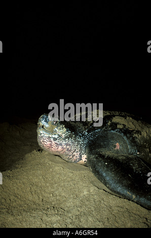 Caribbean - Trinidad - Leatherback Sea Turtle starts laying eggs on ...