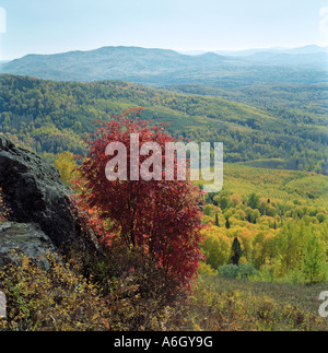 Rowan tree on mountainous slope Altai Siberia Russia Stock Photo