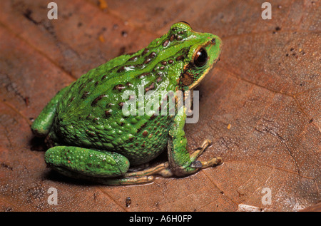 Riobamba Marsupial Frog Gastrotheca riobambae Guaranda Ecuador female with a pouch filled with eggs Stock Photo