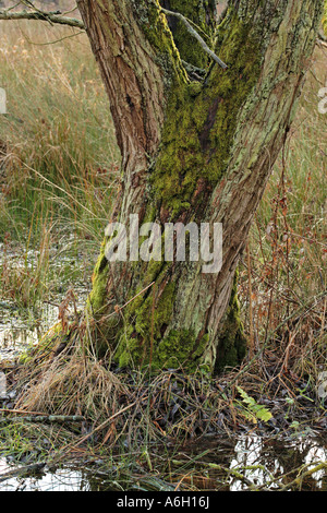 Crack willow Salix fragilis trunk bark and moss Calver Derbyshire Stock Photo