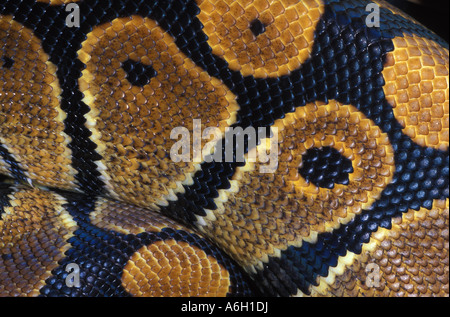 Scales Royal Python or Ball Python Python Regius West Africa Stock Photo