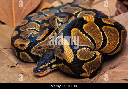 Royal or ball python Python regius West Africa showing defensive balling behaviour Stock Photo