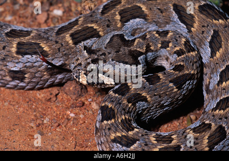 Bitis cornuta Springbok Namaqualand South Africa Stock Photo