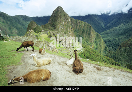 Llamas at machu picchu Stock Photo