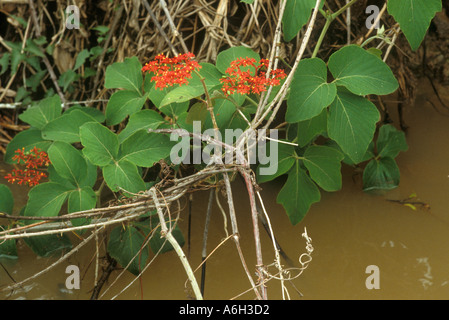 Cissus sp family Vitaceae a vine growing in the Pantanal swamps in Mato Grosso Brazil Stock Photo