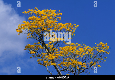 Blooming Araguaney tree Mexico Stock Photo