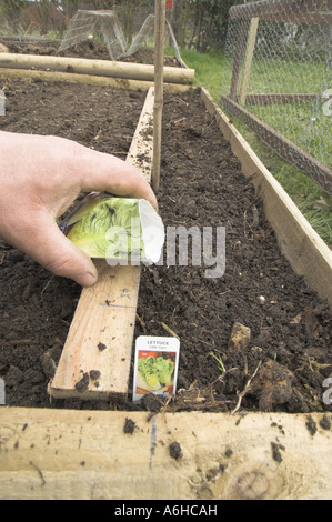 Sowing Lettuce seed Little Gem in a raised 6ftx4ft vegetable plot Uk April Stock Photo