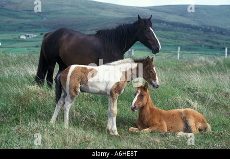 wild pony and foals roaming in south-west Ireland Stock Photo
