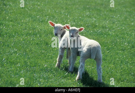 pair of lambs on spring day Stock Photo