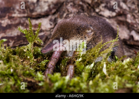 common shrew Sorex araneus eating earthworm on moss covered log Potton Bedfordshire Stock Photo