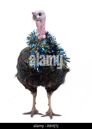 A turkey with tinsel around the neck ready for Christmas. Stock Photo