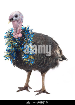 A turkey with tinsel around the neck ready for Christmas. Stock Photo