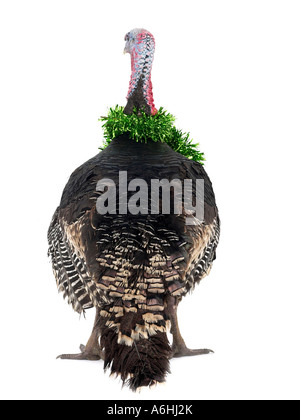 A turkey with tinsel around the neck ready for Christmas. Stock Photo