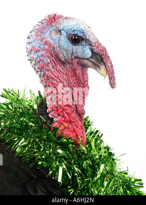 A turkey with tinsel around the neck ready for Christmas. Stock Photo