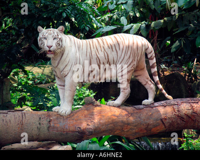 White tiger standing on tree trunk after swimming Singapore Zoo Stock Photo