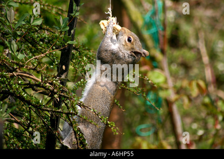 Grey Squirrel attempting to steal a bird cake hung for birds to eat Stock Photo