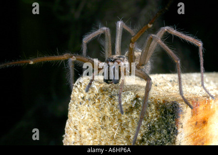 Common male house Spider on piece of wood Family Agelinidae Tegenania saeva Stock Photo