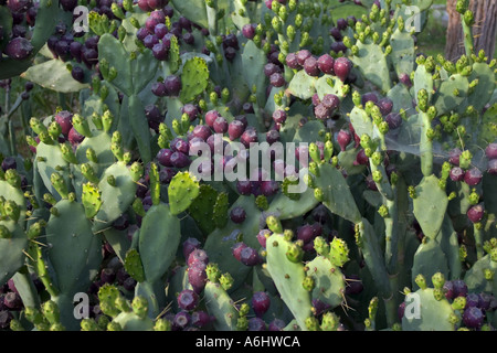 Prickly Pears growing wild in Cyprus Stock Photo