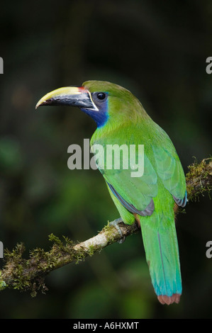 Emerald Toucanet adult perched Costa Rica Stock Photo