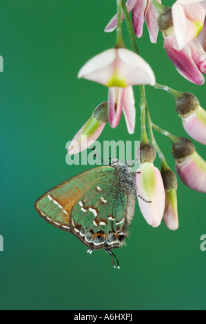 Juniper Hairstreak adult on blossom of Eve s Necklace Hill Country Texas USA