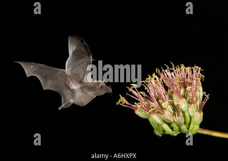 Mexican Long-tongued Bat adult in flight at night feeding on Agave Blossom  Tucson Arizona USA Stock Photo