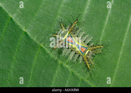 Saddleback moth caterpillar on leaf Manuel Antonio National Park Costa Rica Stock Photo
