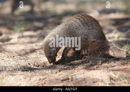 Banded Mongoose (Mungos mungo) digging for insects Stock Photo