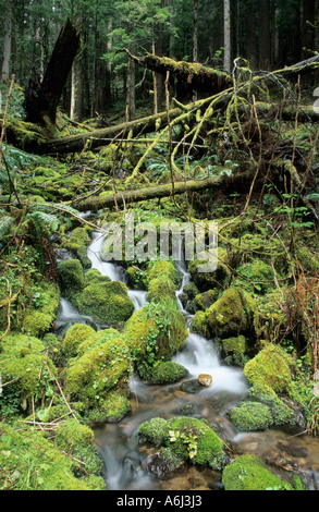 Small stream running through moss pads in the temperate rainforest, Mount Rainier National Park, Washington state, USA Stock Photo