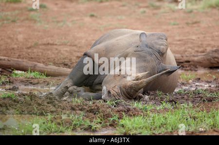 White, Wide Mouthed or Square-lipped Rhinoceros (Ceratotherium simum) wallowing in a mud bath Stock Photo