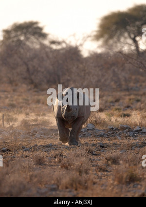 Black or Hook Lipped Rhinoceros Charging (Diceros bicornis)