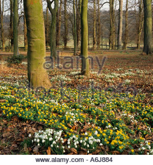 Winter Aconites Eranthis hyemalis and Snowdrops in woodland early spring Stock Photo