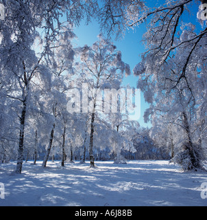 Winter Berkhamsted Common Herts UK Stock Photo