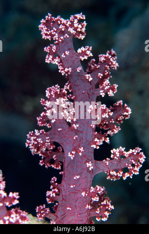 Prickley Alcyonariun Coral (Dendronephthya sp) in the Southern Red Sea, Egypt Stock Photo