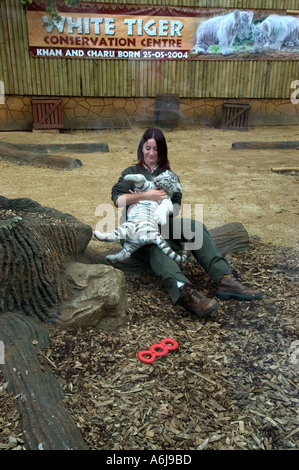 White Bengal Tiger Kitten (Panthera tigris) being held by Zoo attendant, Midlands Safari Park, England, UK Stock Photo