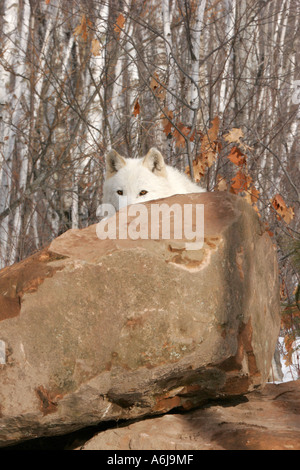 White Timber Wolf behind a rock in Northern Minnesota Stock Photo