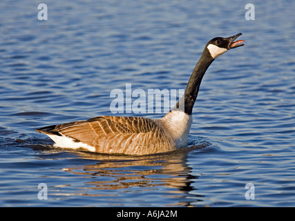 Canada Goose calling Stock Photo