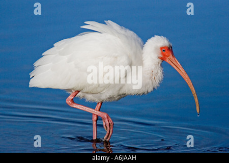 White Ibis looking for crabs. Stock Photo