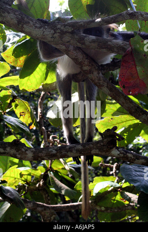 Zanzibar:  Red Colobus Monkey (colombus pennanti) in Jozani Forest National Reserve,  Zanzibar Tanzania, East Africa Stock Photo