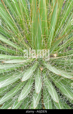 Thread-leaf Agave (Agave filifera), close up of leaves Stock Photo