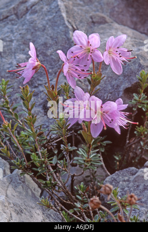 Dwarf Alpenrose (Rhodothamnus chamaecistus), flowering. Stock Photo