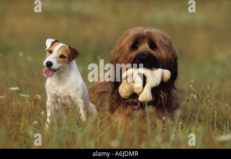 Briard and Jack Russell Terrier (Canis lupus familiaris) sitting side by side on a meadow. Each with a toy in its mouth Stock Photo