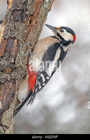 Great Spotted Woodpecker (Picoides major, Dendrocopos major), clinging to tree trunk