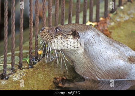 European Otter (Lutra lutra) in captivity Stock Photo