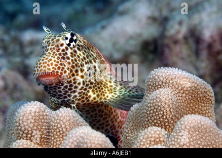 MALE SHORTBODIED BLENNY  Exallias brevis   HAWAII. Stock Photo