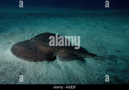 marbled crampfish, marbled torpedo ray, marbled electric ray (Torpedo marmorata), single animal lying on sandy sea ground, Ital Stock Photo