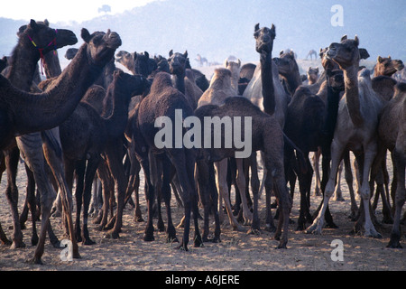 dromedary, one-humped camel (Camelus dromedarius), Pushkar fair, India, Rajasthan, Pushkar Stock Photo