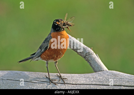 American Robin (Turdus migratorius) with beak full of insects for its chicks Stock Photo