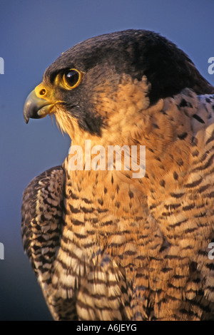 Peregrine Falcon (Falco peregrinus), portrait Stock Photo