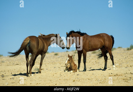Namib Desert Horses (Equus caballus). Mare, stallion and foal in the Namib Desert Stock Photo